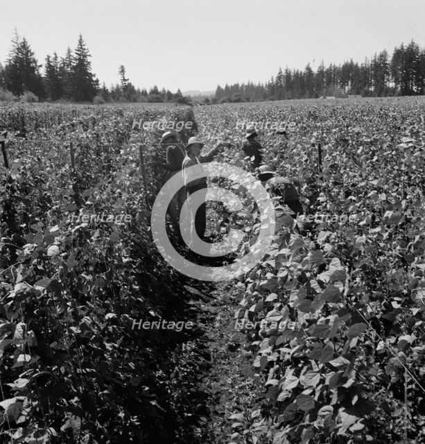 Migrant pickers harvesting beans,near West Stayton, Marion County, Oregon, 1939. Creator: Dorothea Lange.