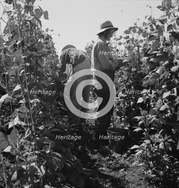 Migrant pickers harvesting beans,near West Stayton, Marion County, Oregon, 1939. Creator: Dorothea Lange.
