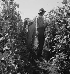 Migrant pickers harvesting beans,near West Stayton, Marion County, Oregon, 1939. Creator: Dorothea Lange