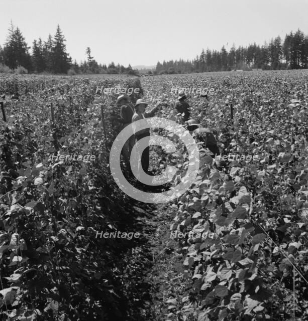 Migrant pickers harvesting beans,near West Stayton, Marion County, Oregon, 1939. Creator: Dorothea Lange.