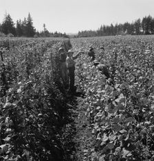 Migrant pickers harvesting beans,near West Stayton, Marion County, Oregon, 1939. Creator: Dorothea Lange