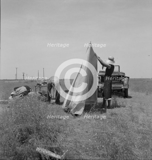 Migrant potato pickers pitching..., Near Shafter, California, 1937. Creator: Dorothea Lange.