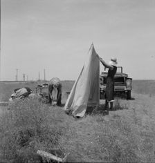 Migrant potato pickers pitching..., Near Shafter, California, 1937. Creator: Dorothea Lange