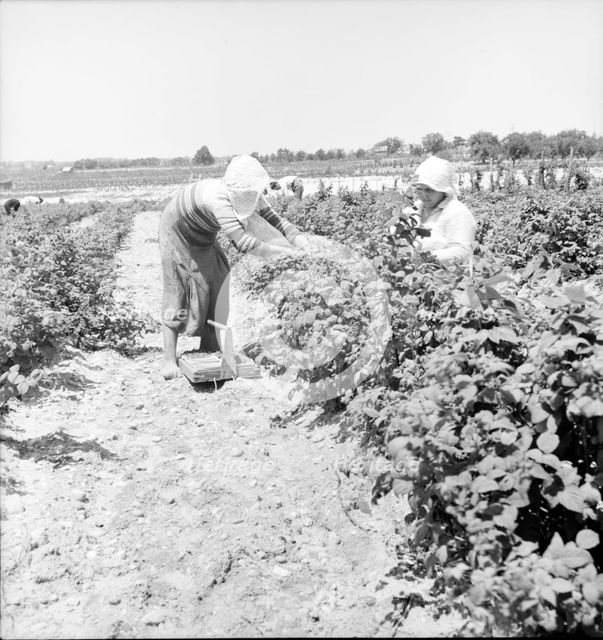 Migrants from Delaware picking berries in southern New Jersey, 1936. Creator: Dorothea Lange.