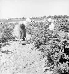 Migrants from Delaware picking berries in southern New Jersey, 1936. Creator: Dorothea Lange