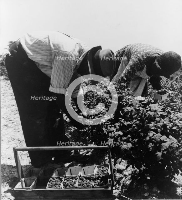 Migrants from Delaware picking berries in southern New Jersey, 1936. Creator: Dorothea Lange.