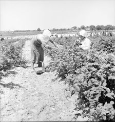 Migrants from Delaware picking berries in southern New Jersey, 1936. Creator: Dorothea Lange