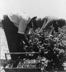 Migrants from Delaware picking berries in southern New Jersey, 1936. Creator: Dorothea Lange