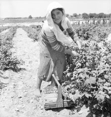 Migrants from Delaware picking berries in southern New Jersey, 1936 Creator: Dorothea Lange
