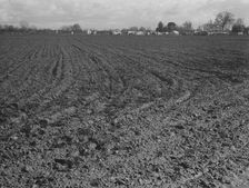 Migrants winter quarters, Farmersville, Tulare County , 1939. Creator: Dorothea Lange