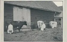 Milking Cows 1910. Artist: Pictorial Agency