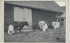 Milking Cows 1910. Artist: Pictorial Agency