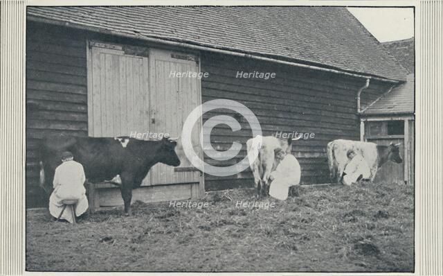 'Milking Cows', 1910. Artist: Pictorial Agency.