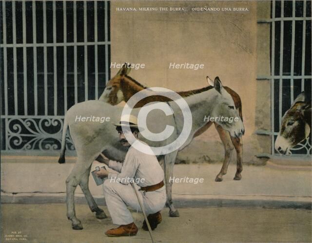 Milking donkeys, Havana, Cuba, c1920. Artist: Unknown.