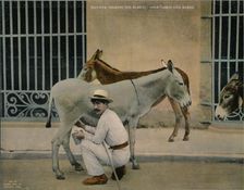 Milking donkeys, Havana, Cuba, c1920