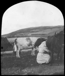 Milking, late 19th or early 20th century