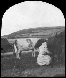 Milking, late 19th or early 20th century