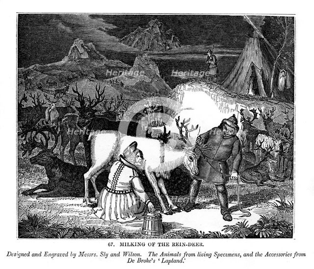 Milking of the Rein-deer, 1843. Artist: Messrs Sly and Wilson