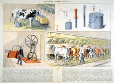 Milking parlour equipped with Thistle suction and pulsation milking machine, 1899. Creator: Unknown