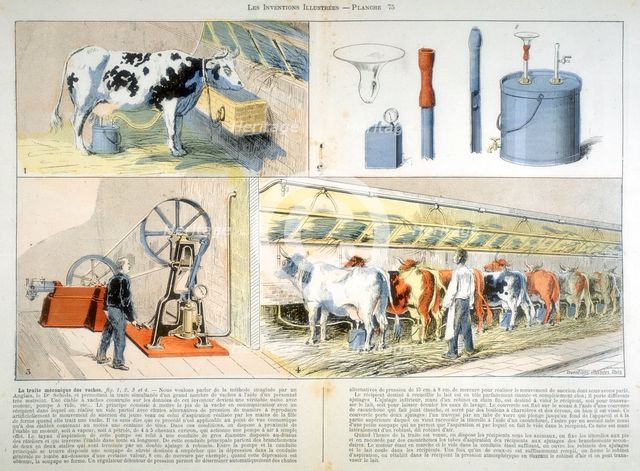 Milking parlour equipped with Thistle suction and pulsation milking machine, 1899. Creator: Unknown.