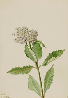 Milkweed (Ascelpias), 1924. Creator: Mary Vaux Walcott