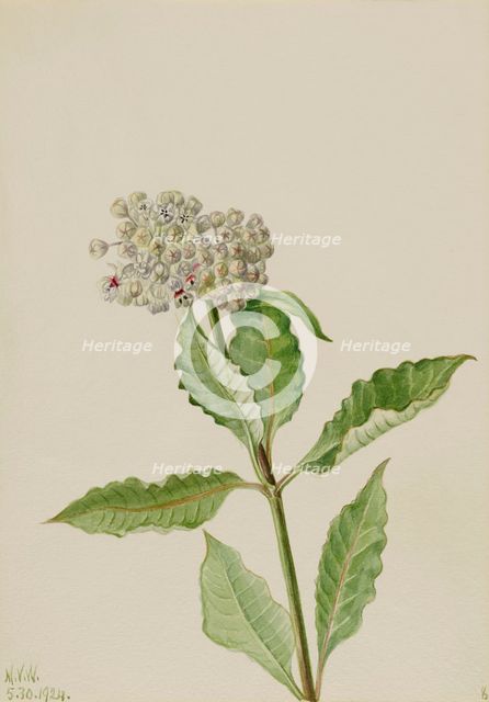 Milkweed (Ascelpias), 1924. Creator: Mary Vaux Walcott.