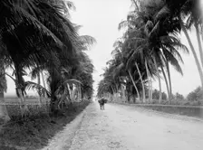 Military road, San Juan, Puerto Rico, The, between 1900 and 1906. Creator: Unknown