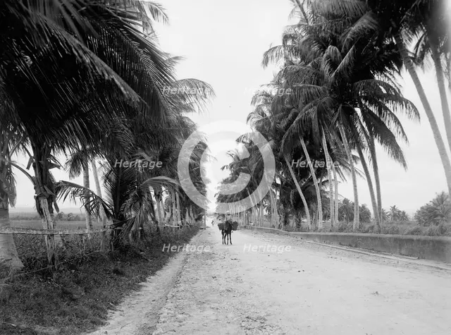 Military road, San Juan, Puerto Rico, The, between 1900 and 1906. Creator: Unknown.