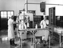 Milk production, Zagreb, Yugoslavia, 1952