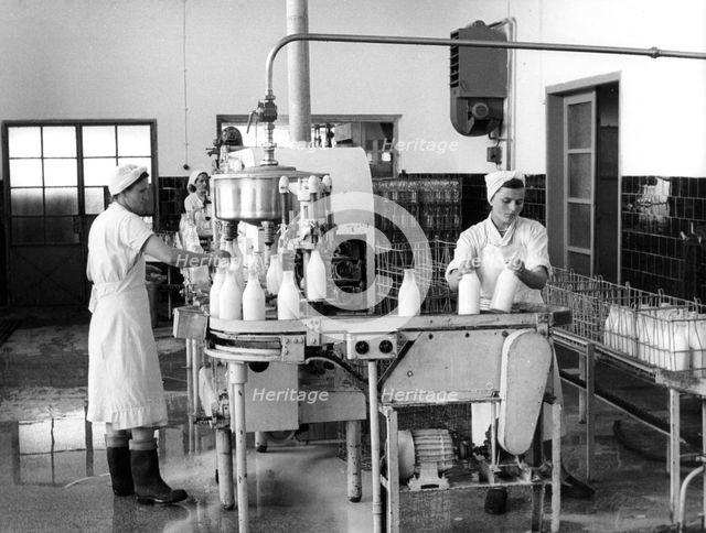 Milk production, Zagreb, Yugoslavia, 1952. Artist: Unknown