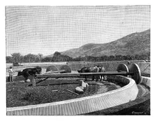 Mill for husking coffee, Central America, c1890