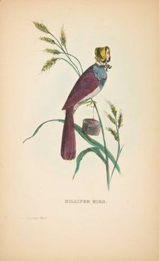 Milliner Bird (Minnie Doyle), from The Comic Natural History of the Human Race, 1851. Creators: Henry Louis Stephens, L. Rosenthal