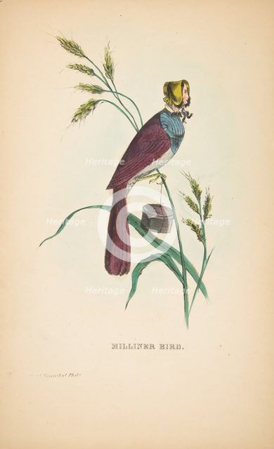 Milliner Bird (Minnie Doyle), from The Comic Natural History of the Human Race, 1851. Creators: Henry Louis Stephens, L. Rosenthal.