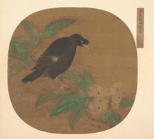 Minah Bird on a Loquat Branch. Creator: Unknown