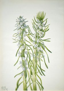 Miner's Candle (Oreocarya virgata), 1937. Creator: Mary Vaux Walcott