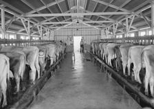 Mineral King Cooperative Association, FSA, Tulare County, California, 1939. Creator: Dorothea Lange