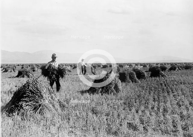 Minidoka Project - U.S. Reclamation Bureau. Minidoka Desert On Year After Irrigation By Gov..., 1912 Creator: Harris & Ewing.