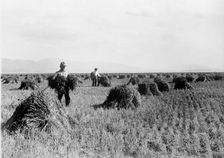 Minidoka Project - U.S. Reclamation Bureau. Minidoka Desert On Year After Irrigation By Gov..., 1912 Creator: Harris & Ewing