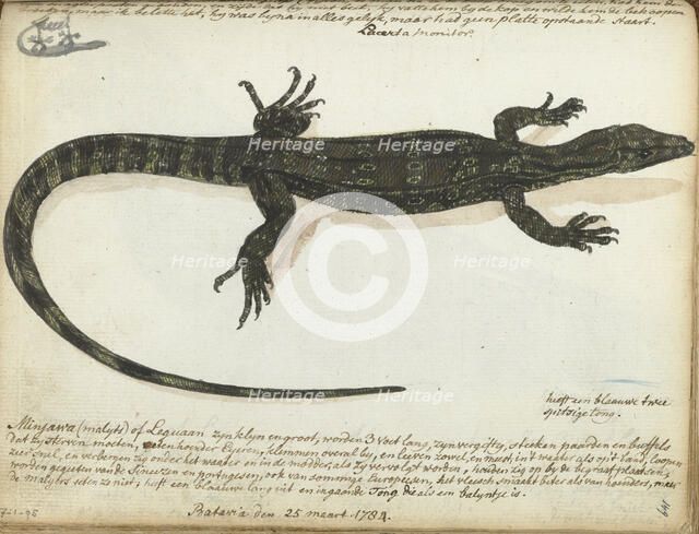 Minjawa or iguana, 1784. Creator: Jan Brandes.
