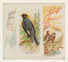 Mino Bird, from the Song Birds of the World series (N42) for Allen & Ginter Cigarettes, 1890. Creator: Allen & Ginter