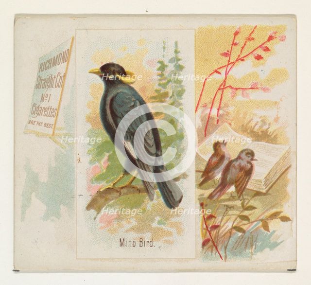 Mino Bird, from the Song Birds of the World series (N42) for Allen & Ginter Cigarettes, 1890. Creator: Allen & Ginter.