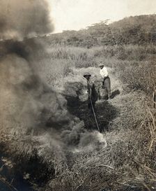 Miraflores, the Panama Canal Zone: rising smoke as two West Indian men burn grass away..., 1910. Creator: Unknown