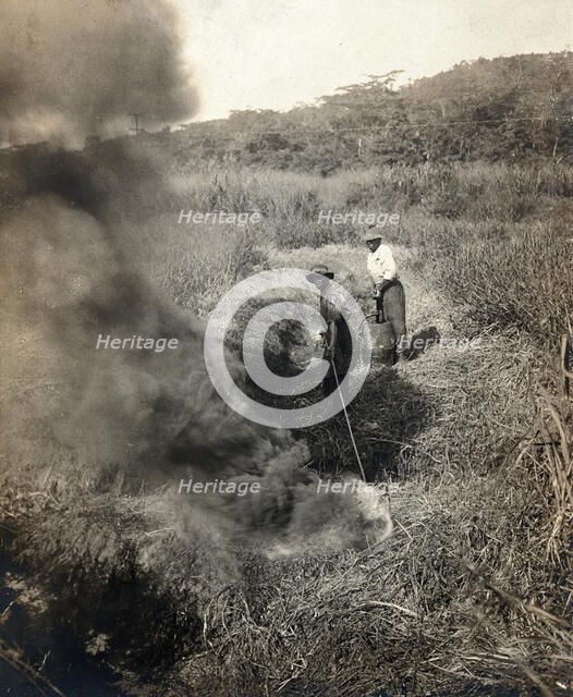 Miraflores, the Panama Canal Zone: rising smoke as two West Indian men burn grass away..., 1910. Creator: Unknown.