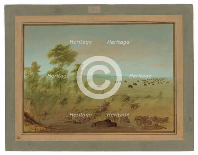 Mired Buffalo and Wolves, 1861/1869. Creator: George Catlin.
