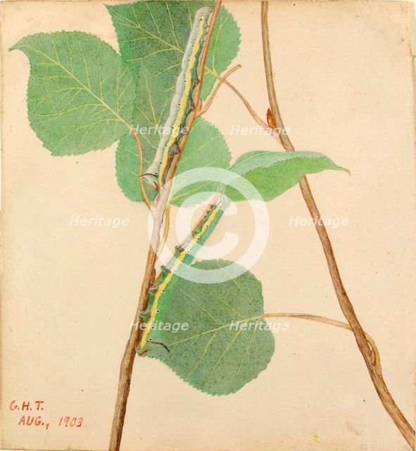 Mirror-Back Caterpillar..., early 20th century. Creator: Gerald H. Thayer.