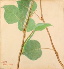 Mirror-Back Caterpillar..., early 20th century. Creator: Gerald H. Thayer