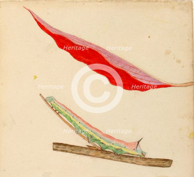 Mirror-Back Caterpillar..., early 20th century. Creator: Gerald H. Thayer.