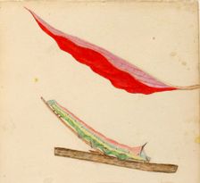 Mirror-Back Caterpillar..., early 20th century. Creator: Gerald H. Thayer
