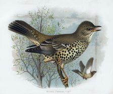 Missel Thrush 19th century.Artist: Henrik Gronvold