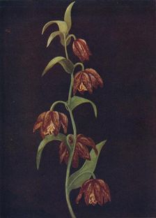 Mission Bells c1915, (1915). Artist: Emma Graham Clock